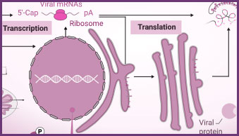 rna-left
