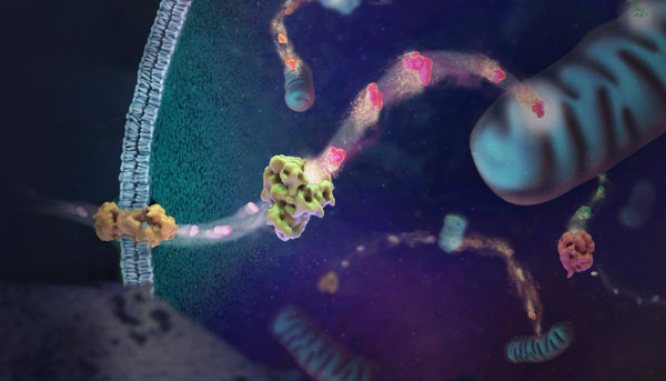 lipid-metabolism-tile-600x343