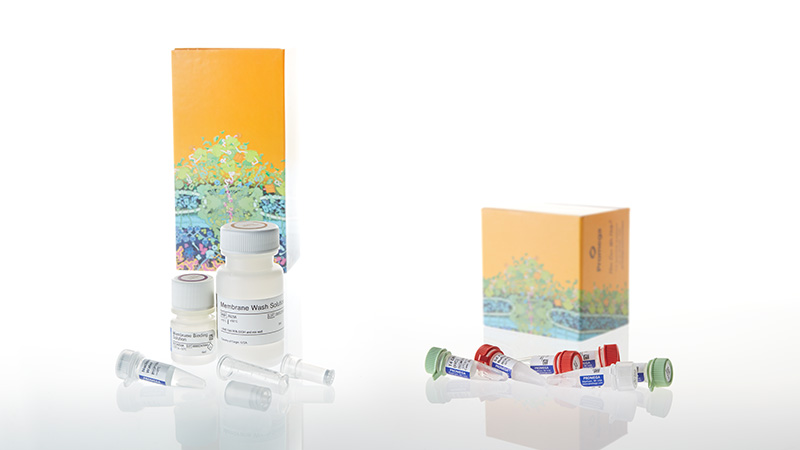 Flexi® Cloning System