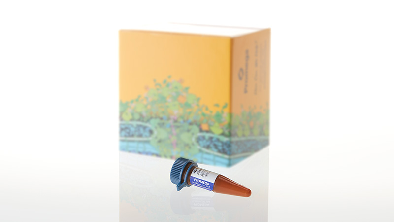 WEN Internal Lane Standards