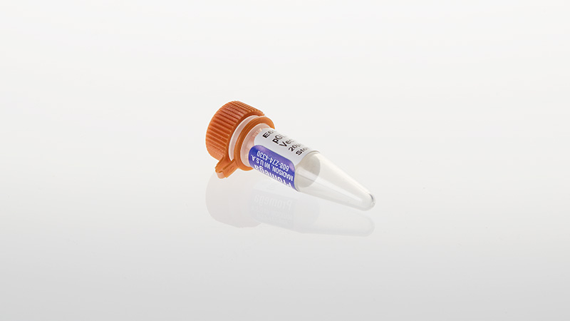 E6911 Promega pGL4.73-[hRluc/SV40] Vector luciferase expression vector