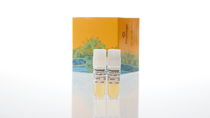 LgBiT Expression Vector and Stable Cell Line