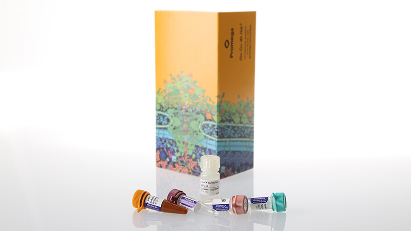 Lumit® IL-4 (Human) Immunoassay