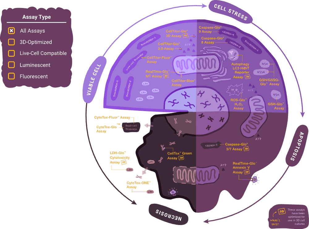cell-health-infographic