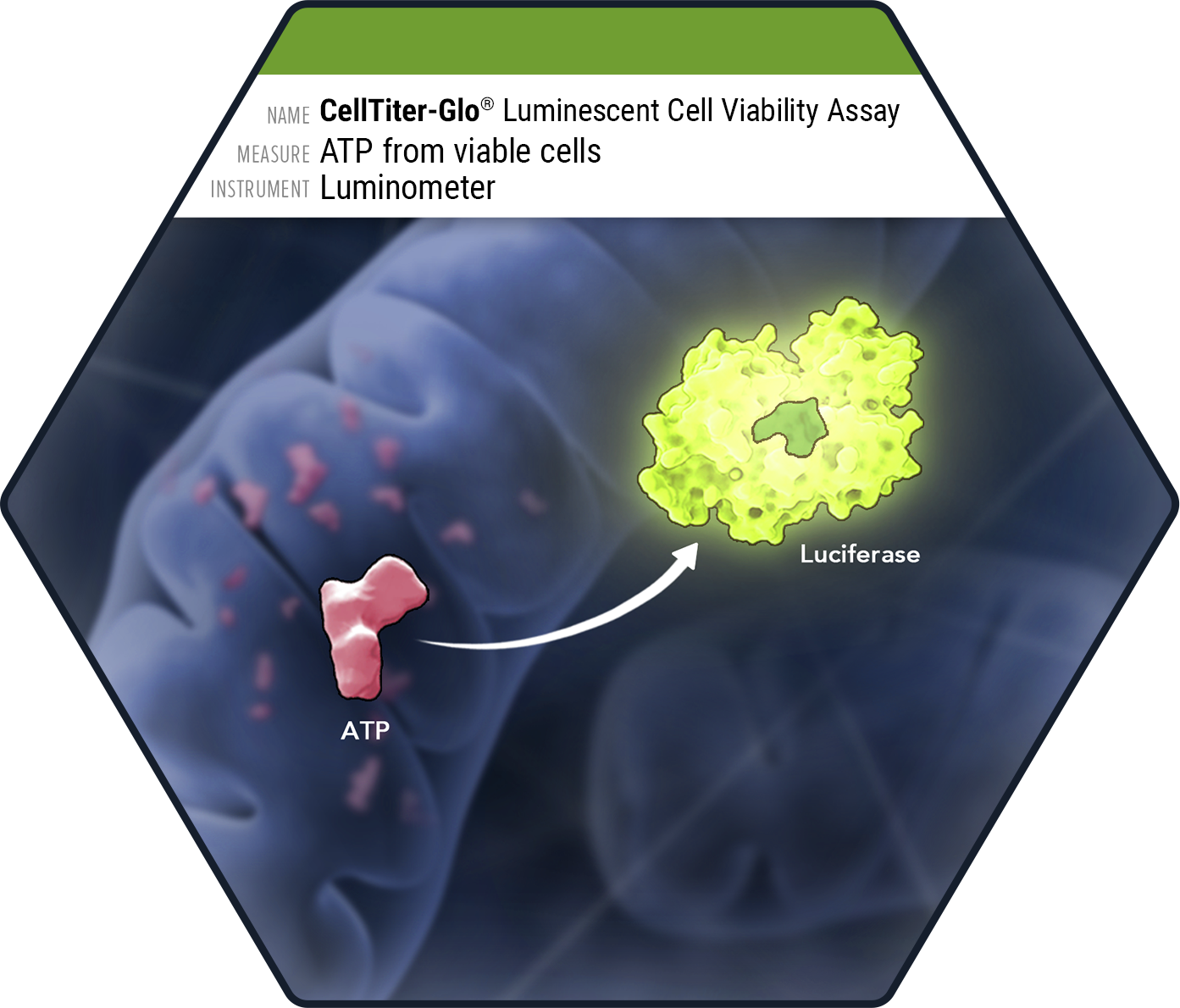 Cell Health Assays