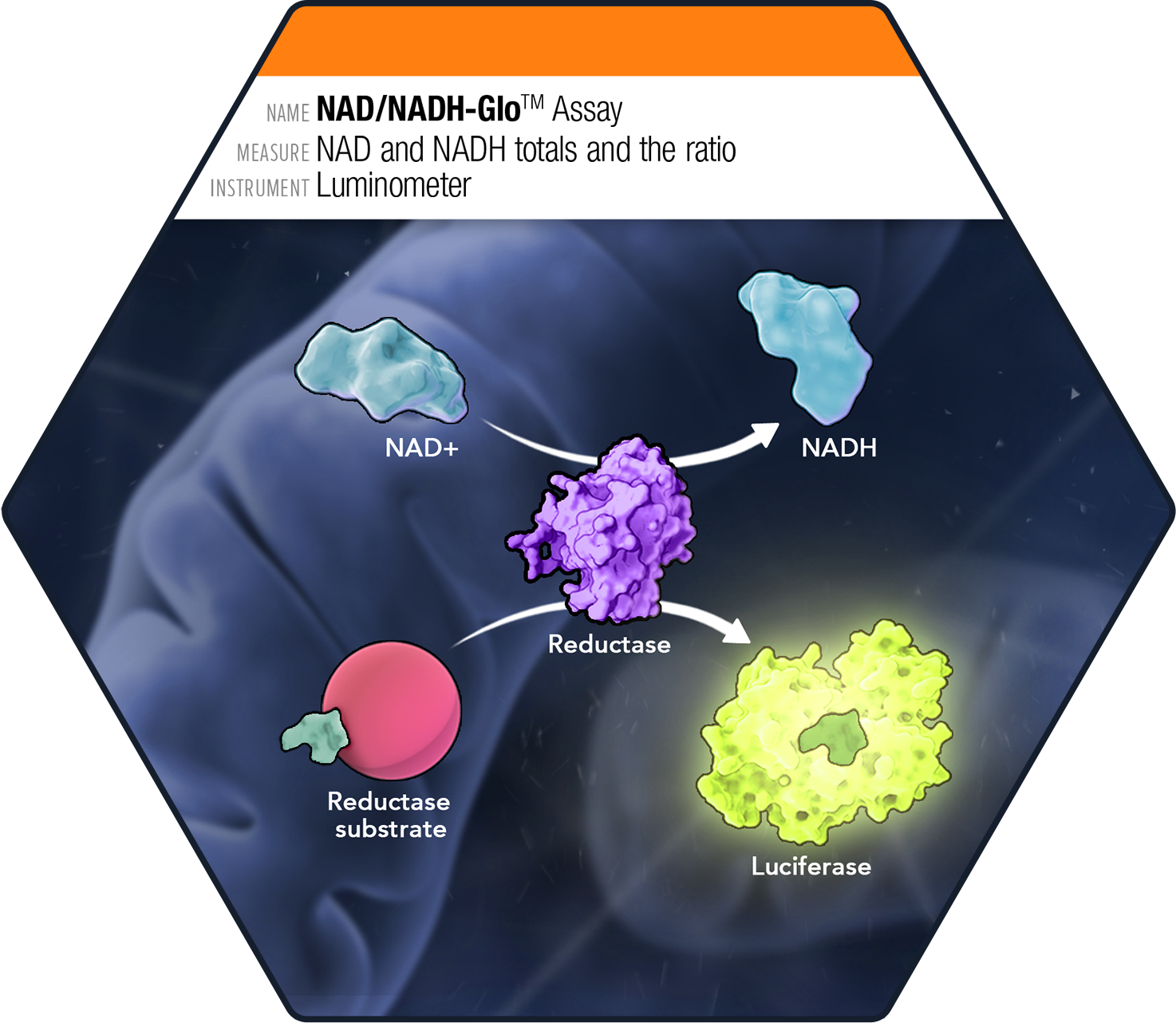 Diagram of the NAD/NADH-Glo Assay showing the conversion of NAD+ to NADH via a reductase substrate, with luciferase-based bioluminescent detection
