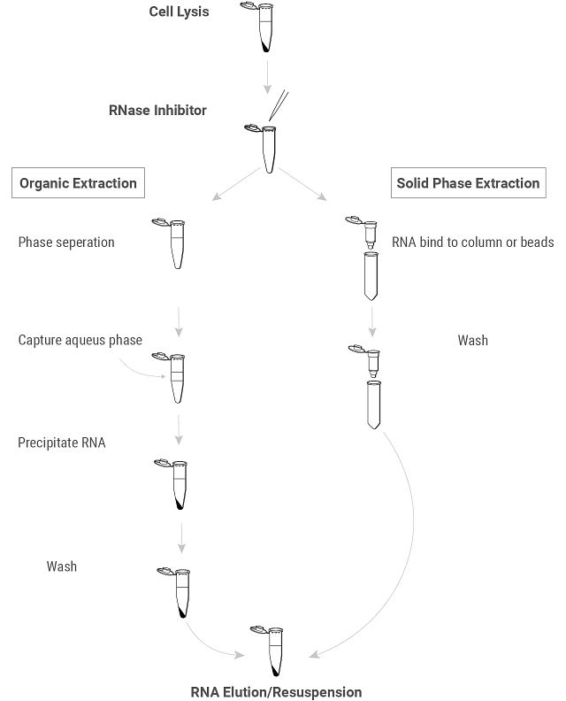 RNA Purification