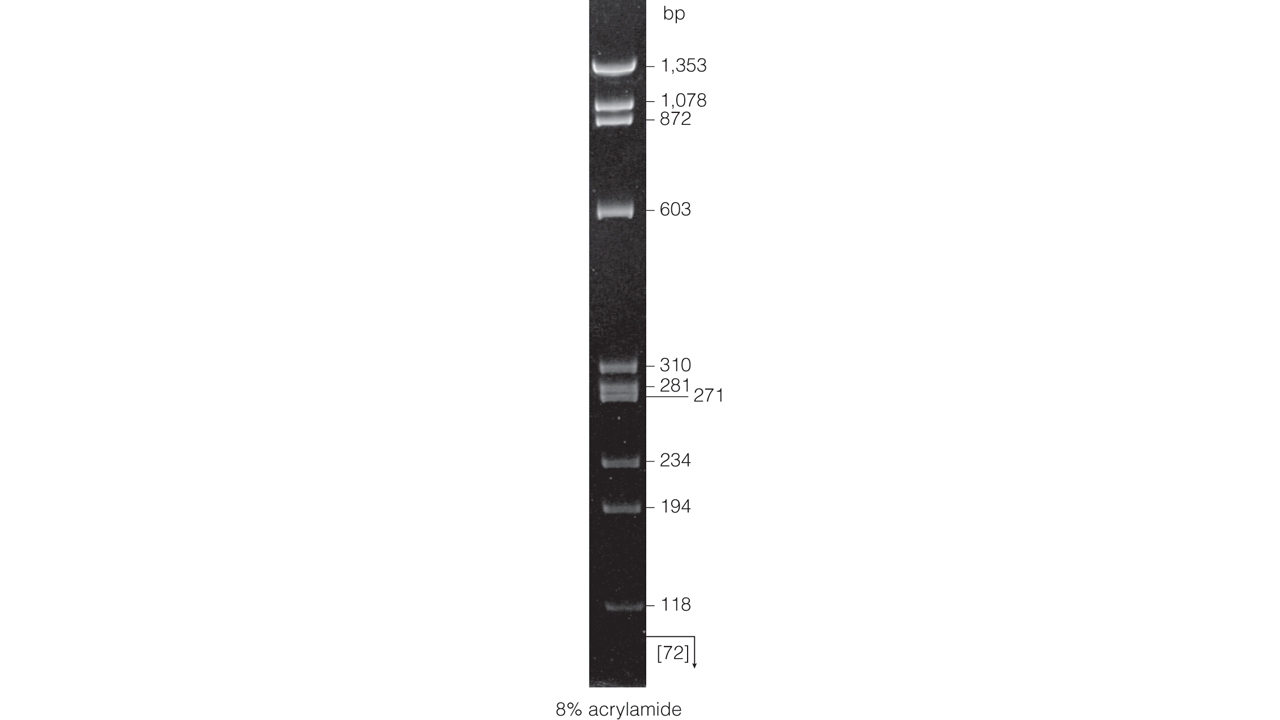ΦX174 DNA/HaeIII Markers