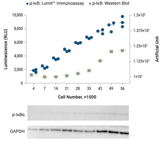 Lumit® Immunoassay Cellular Systems