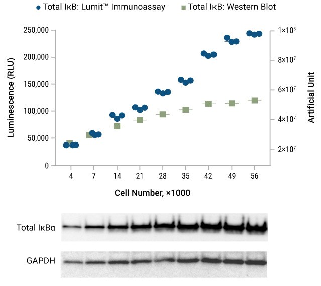 Lumit® Immunoassay Cellular Systems