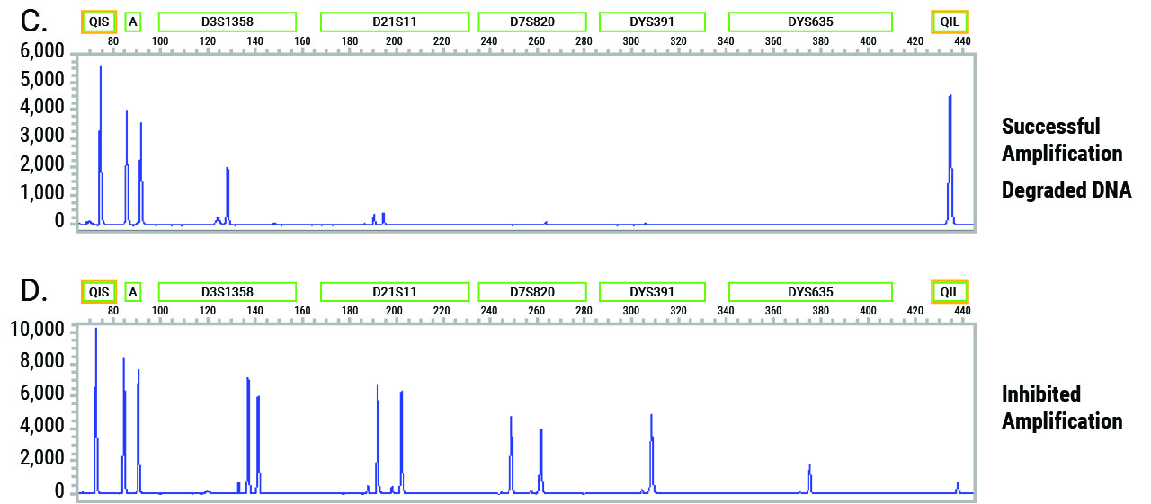 8-Dye STR Kits for Enhanced Forensic DNA Analysis