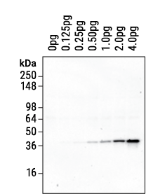 Anti-HiBiT mAb Western blot gel image.
