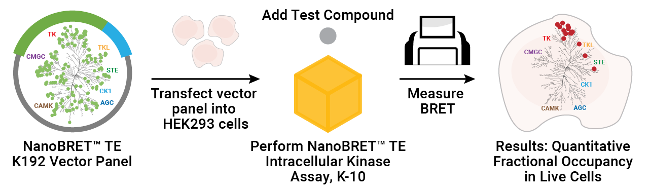 NanoBRET™ TE K192 Kinase Selectivity System Complete Workflow