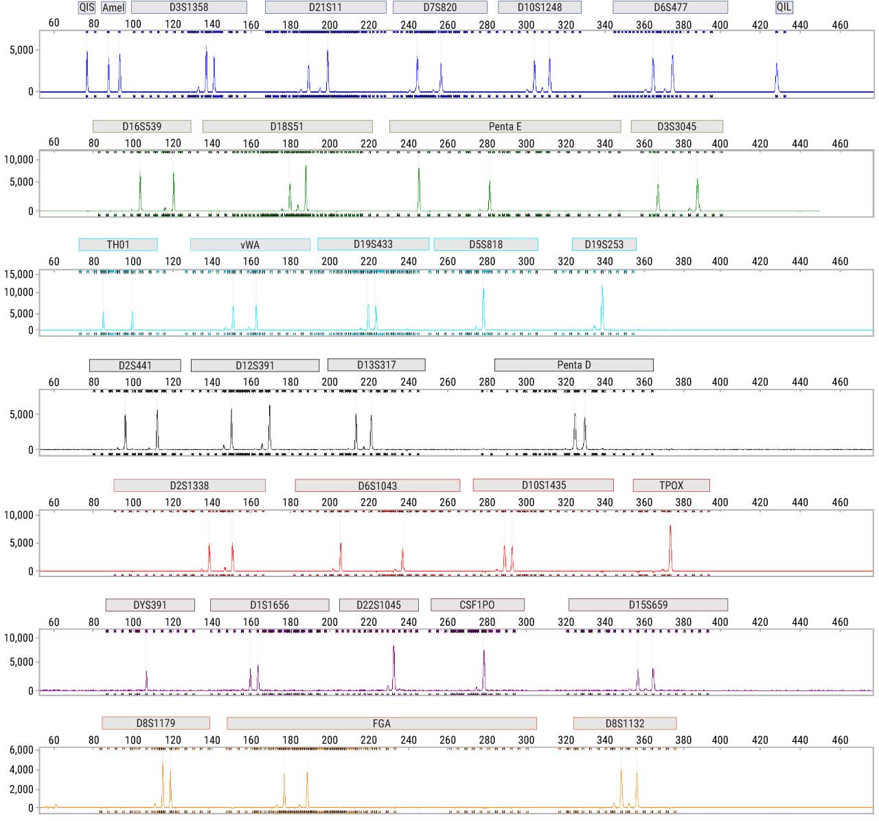 Electropherogram of amplifying extracted DNA with the VersaPlex® 31P System.