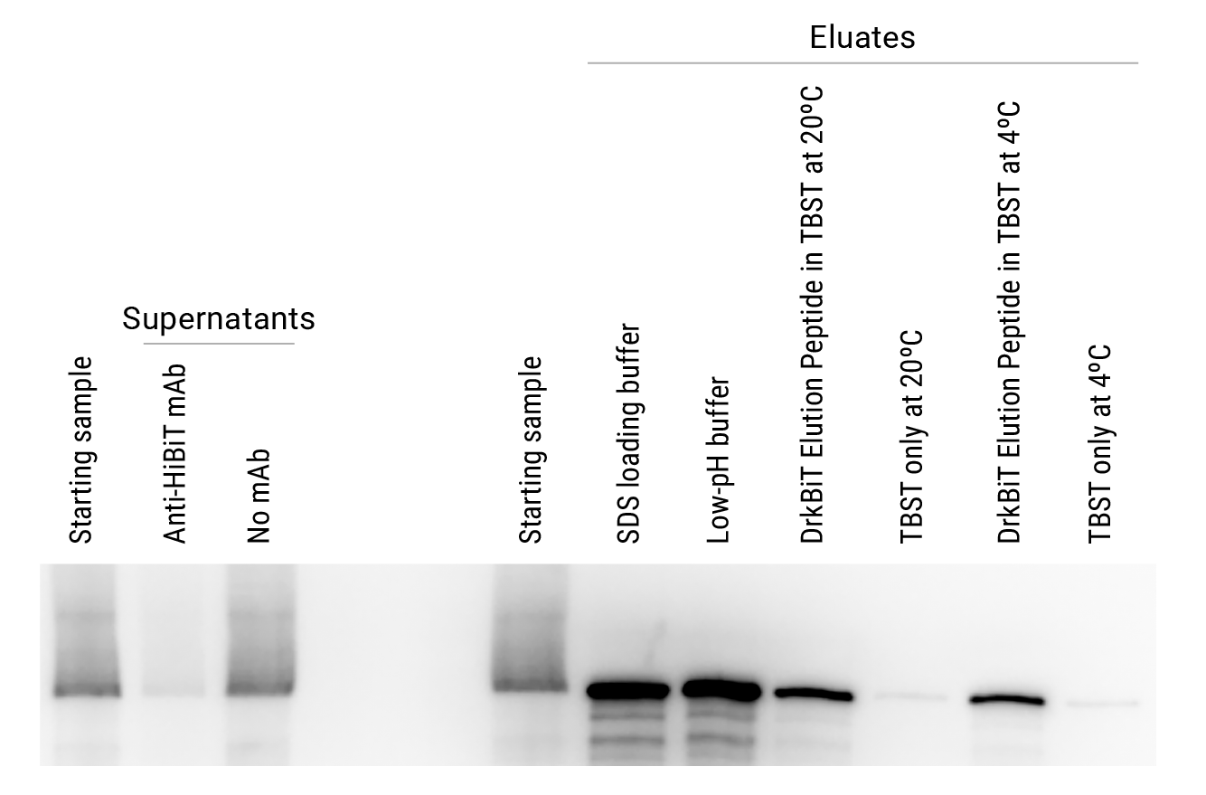 Western blots showing depletion of HiBiT-tagged luciferase from supernatants and enrichment in eluates using different elution strategies after incubation with Anti-HiBiT Magne® Beads.