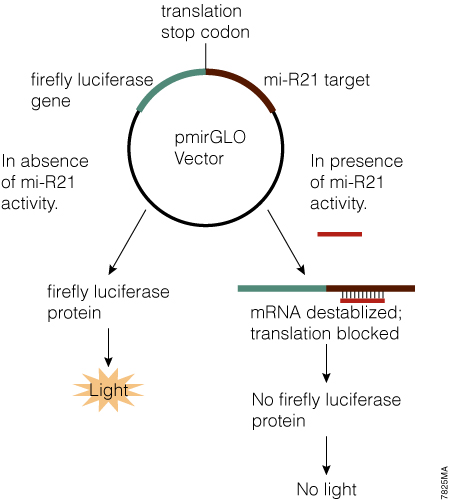 Mechanism of action of the pmirGLO Vector.