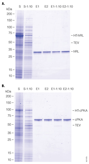 Gel images of protein recovery from diluted lysates.