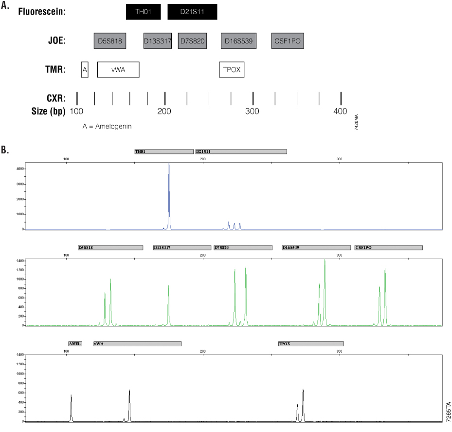 Allele ranges for the Cell ID™ System