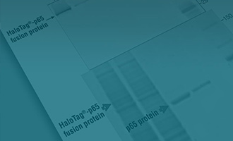 Cleaner Protein with HaloTag-PubHub-Article