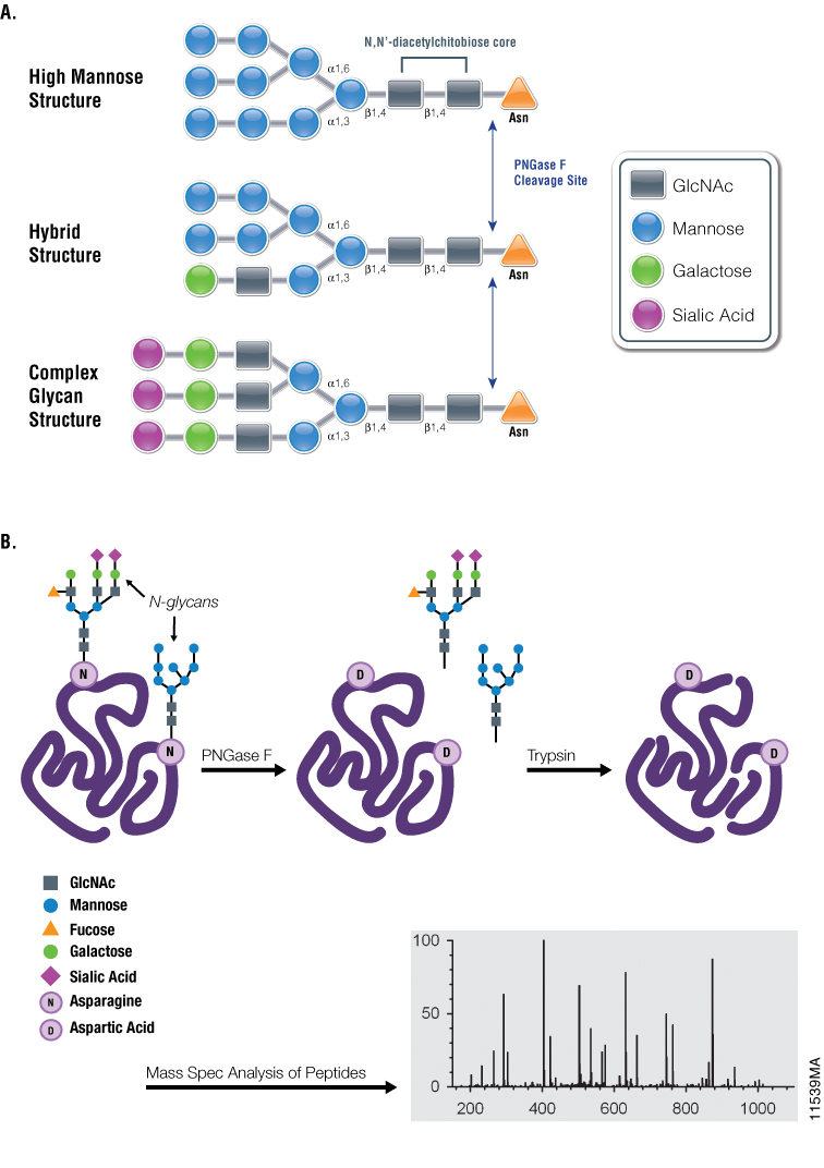 PNGase F for Glycoprotein Analysis